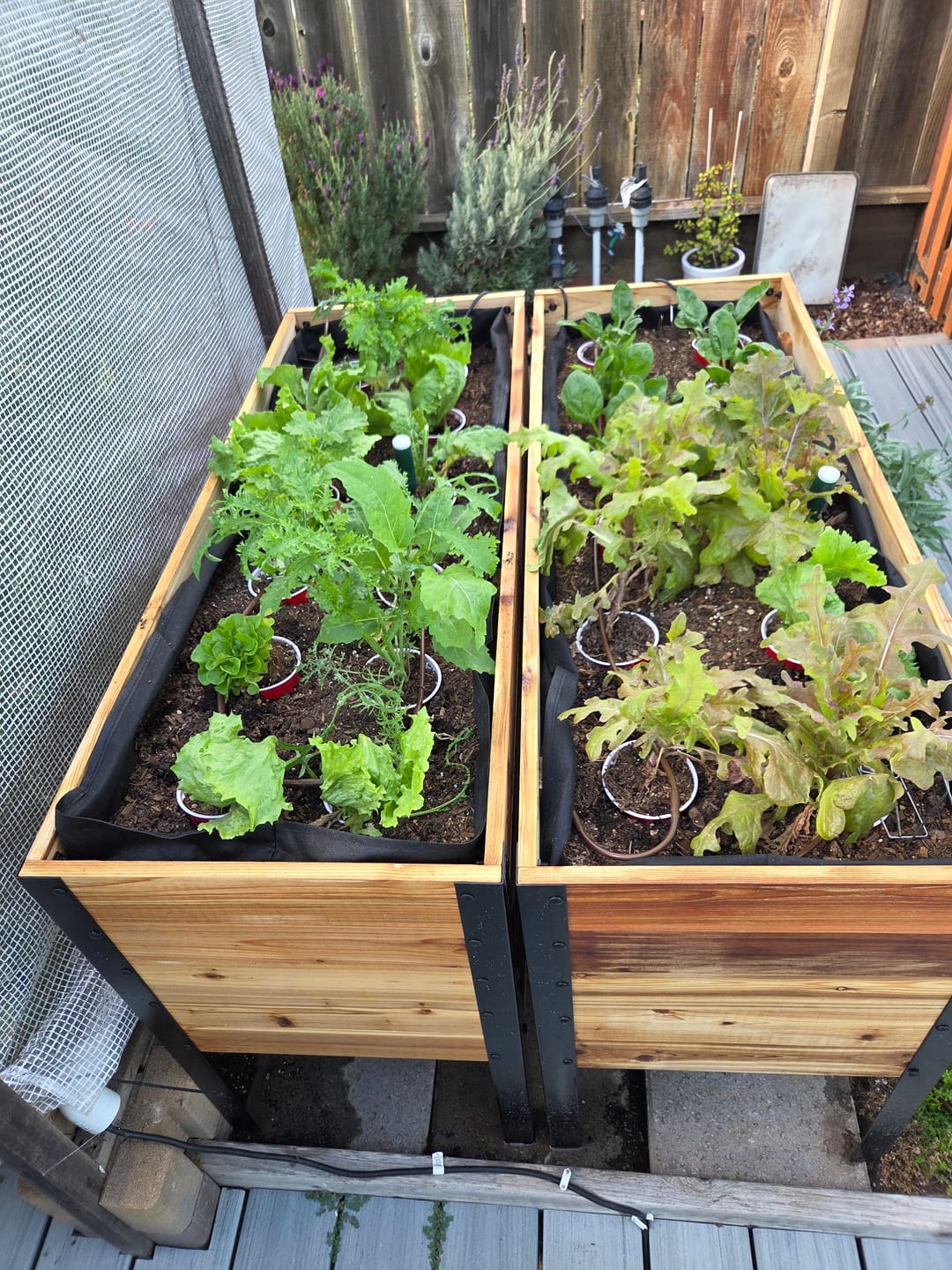 Customer photo review of 18″ x 48″ Deep Root Raised Garden Bed - 30″ TALL - Select Grade