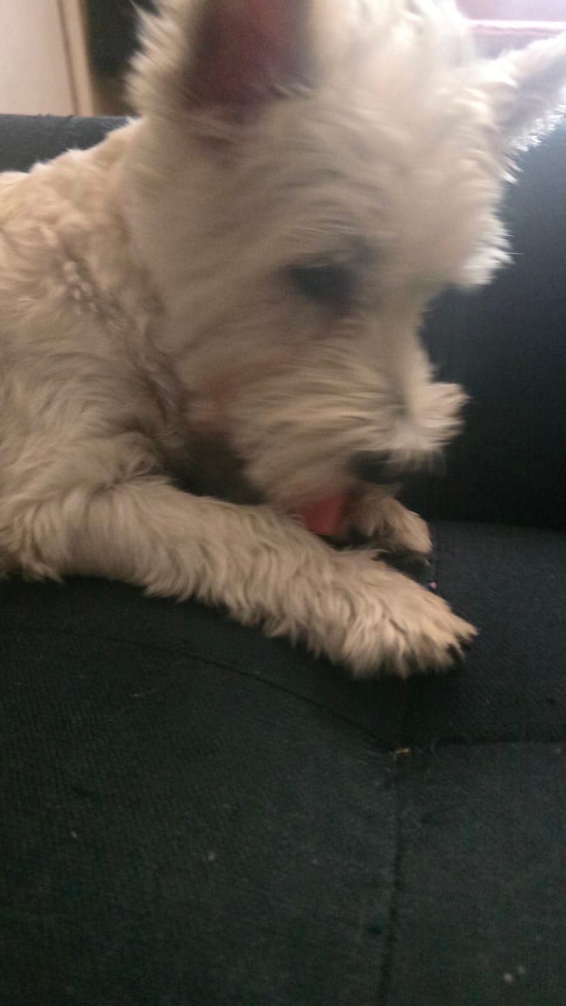 Customer photo review of Strawberry Yak Chew — Vitamin C, Fiber & Teeth Whitening