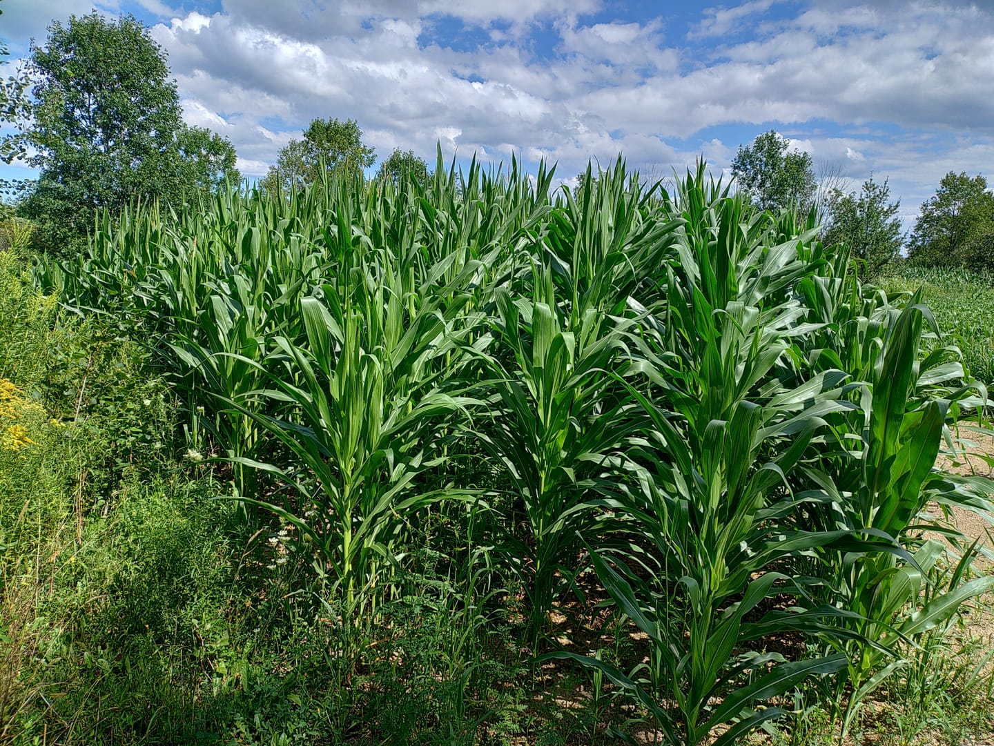 Customer photo review of Glyphosate Tolerant Wildlife Seed Corn