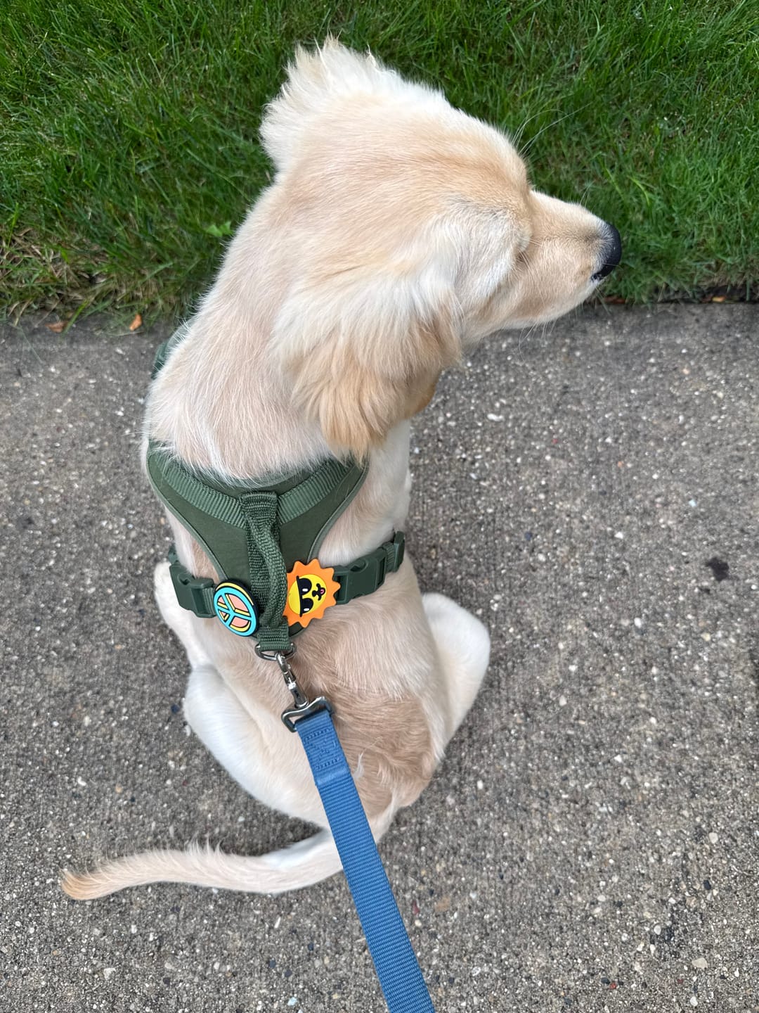 Customer photo review of Suns Out Jiby Dog Charm
