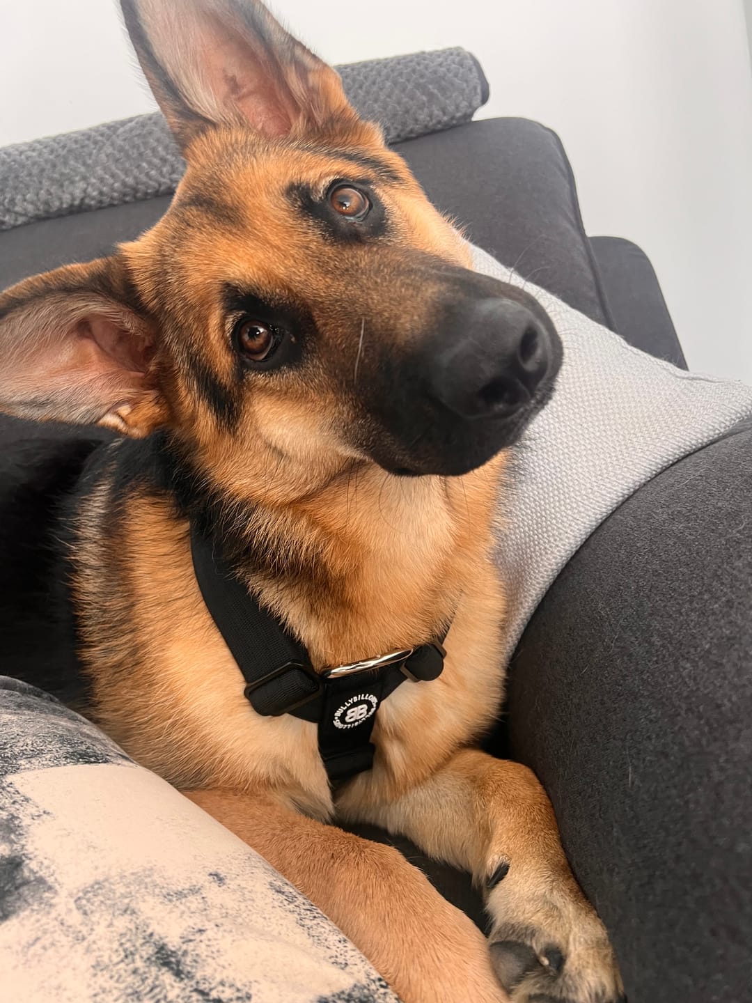 Customer photo review of Anti-Pull TRI-Harness® | Training Dog Harness for All Breeds - Black