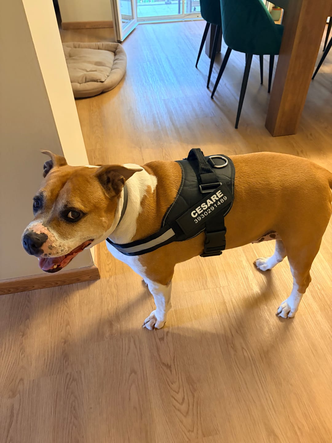 Customer photo review of Pettorina Antitiro Personalizzabile per Cani