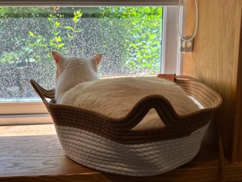 Customer's cream cat resting inside an Instinct Basket on a window sill.