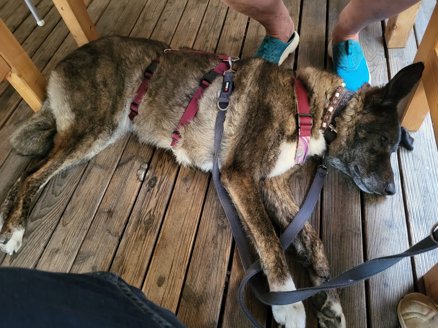 Customer photo review of Hundekekse - Apfel-Fenchel - 5.0 mg CBD (vegan)