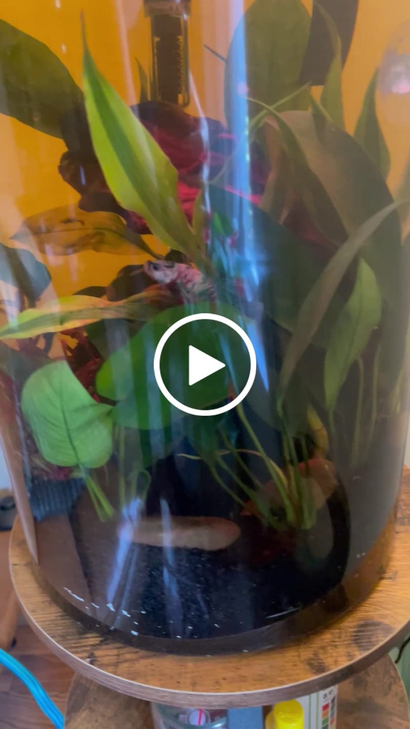 Customer video review of Koi Multicolor Candy Plakat Male Betta Fish | High Grade | Mystery Betta