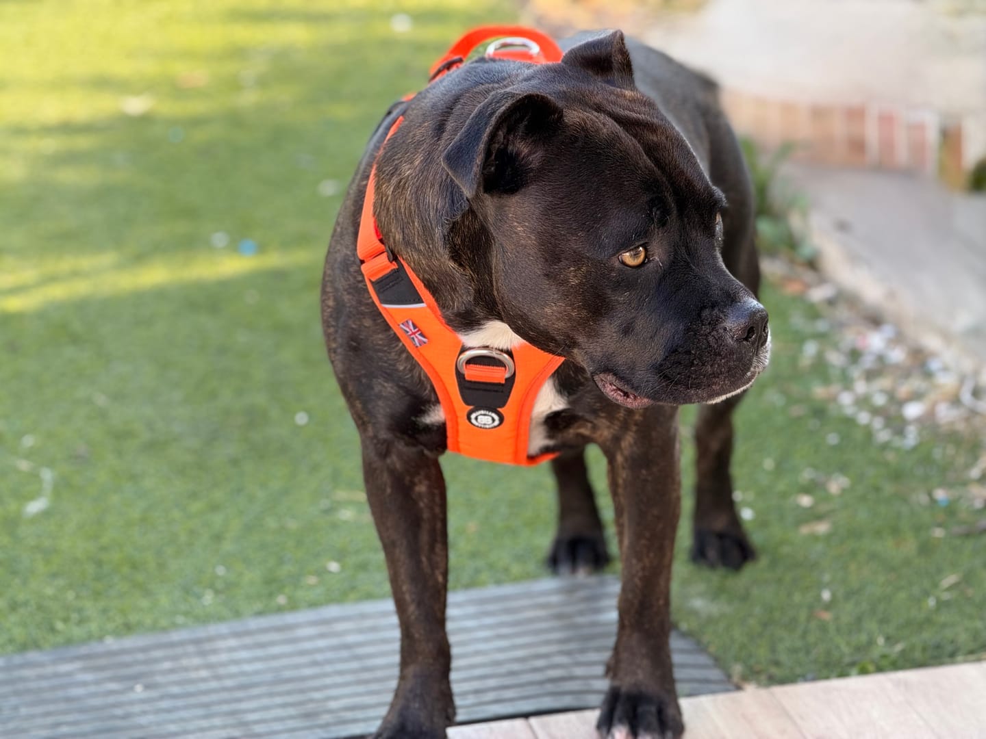 Customer photo review of Anti Pull Hurricane Harness Lighter | With Handle - Orange