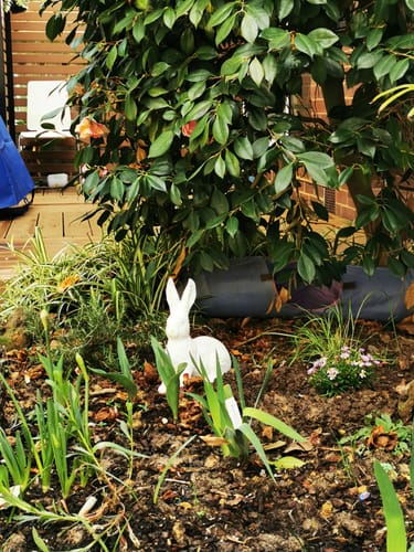 Customer's whitewashed Pomme rabbit statue placed in a garden among lush green foliage and soil.
