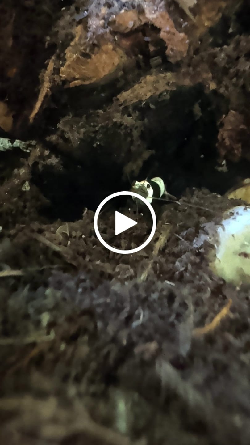Customer video review of Crystal Black Shrimp