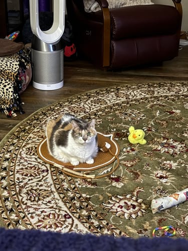 Customer's calico cat sitting on the brown, round Instinct Mat on a patterned rug.