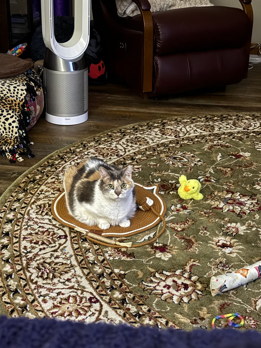 Customer photo review of Instinct Mat | The Scratching Mat Her Biology Actually Recognizes (NEW)