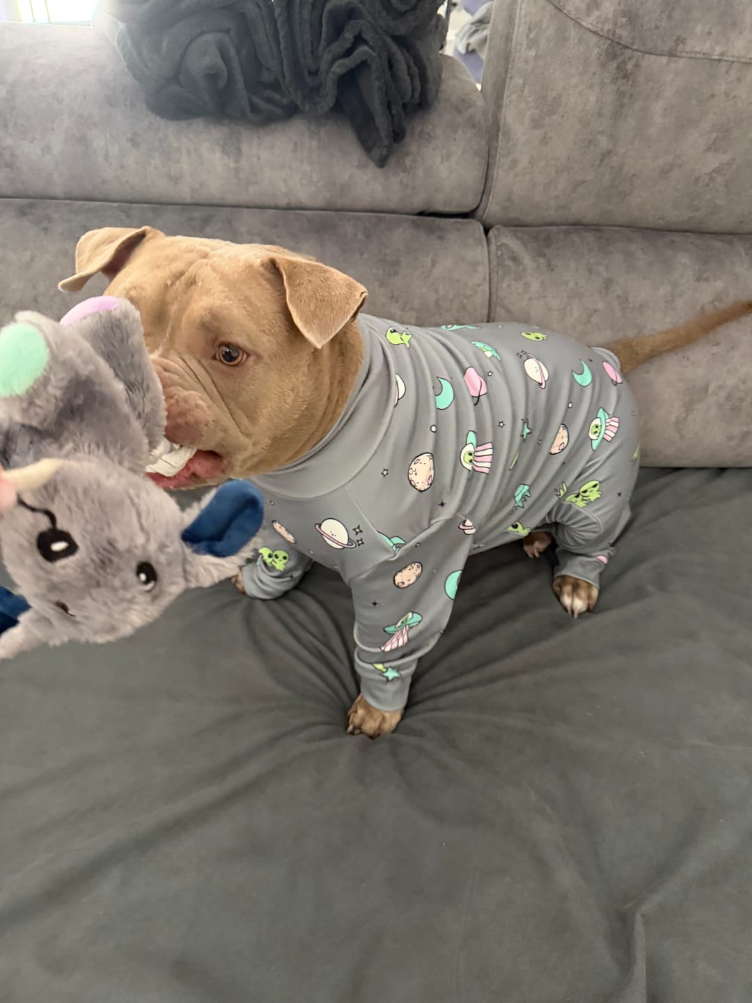 Customer photo review of Dog Pajama - Alien