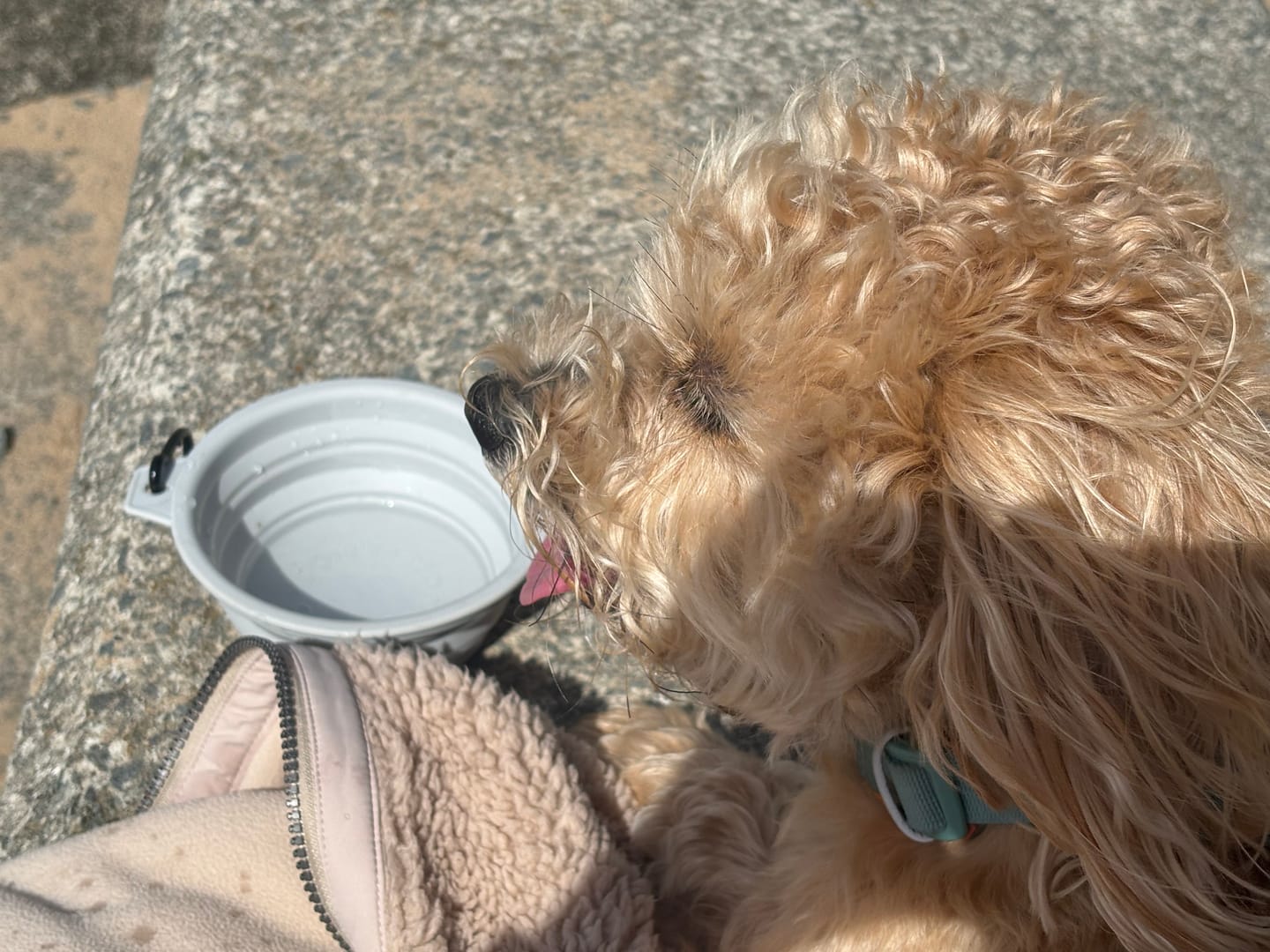 Customer photo review of Grey Collapsible Dog Bowl | Luxe Collection