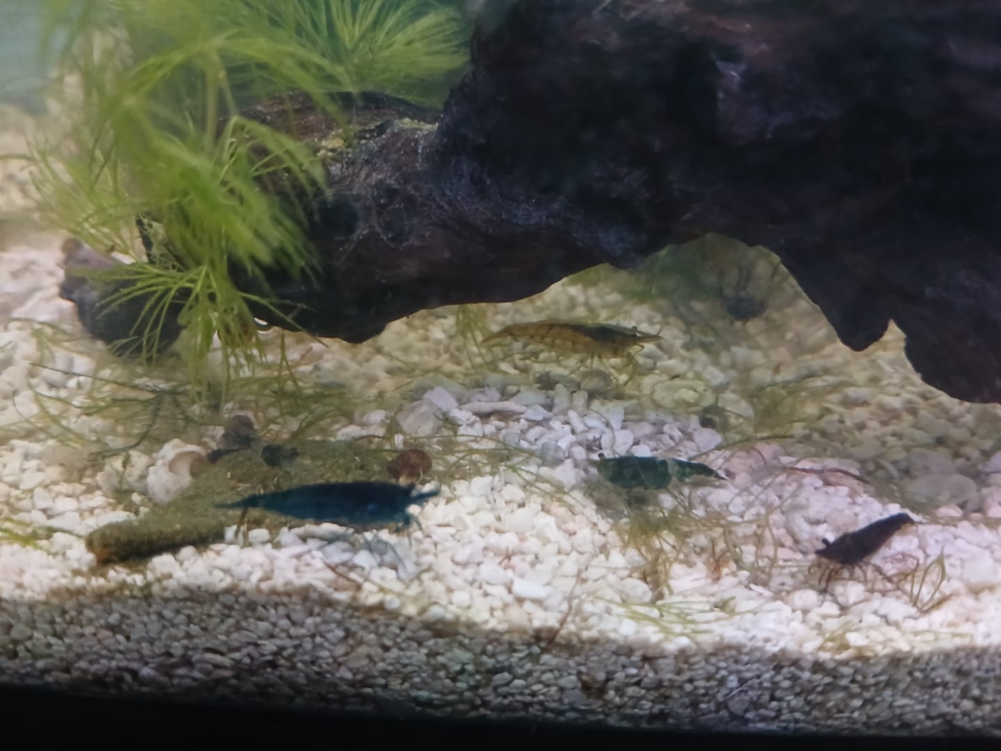 Customer photo review of Green Rili Shrimp