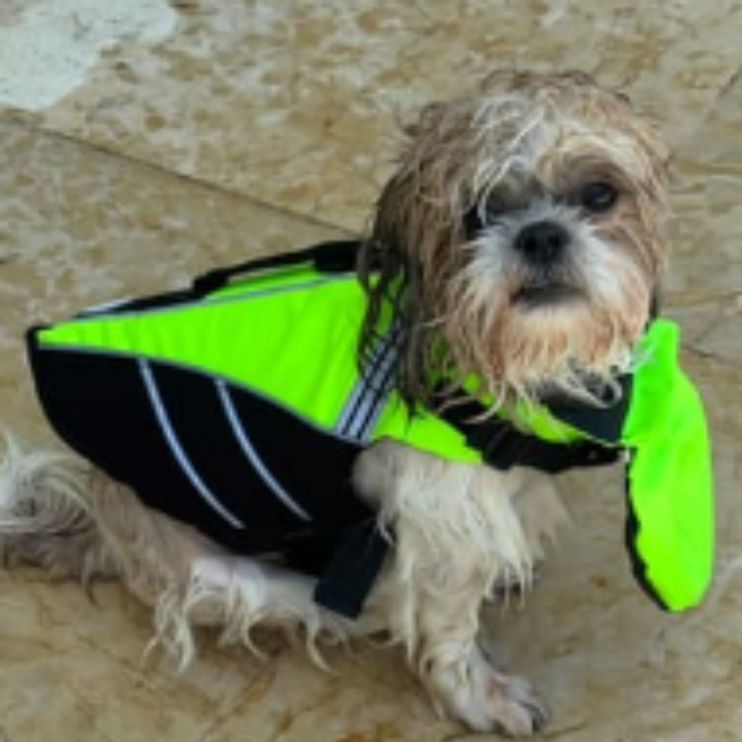 Customer photo review of Flotador Canino