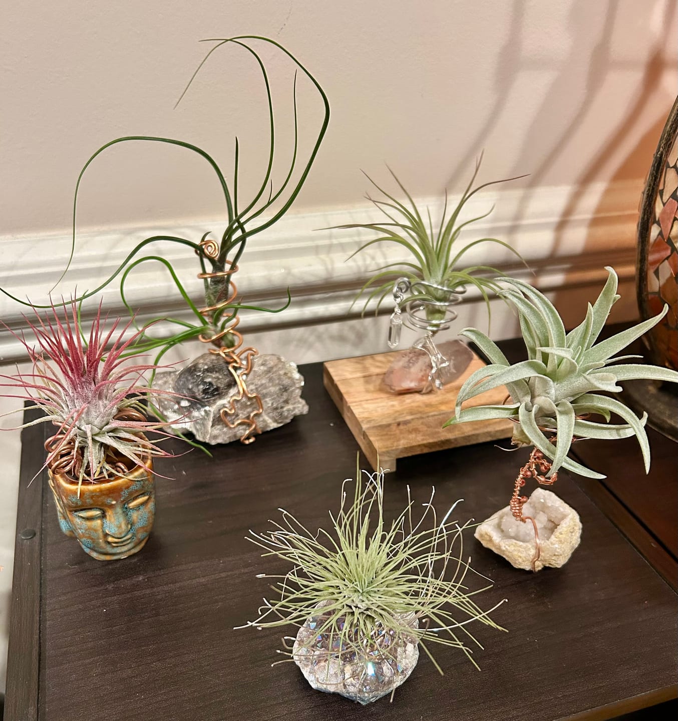 Customer photo review of *6 Pack* Premium Air Plants Mix  *Cannot Be Shipped Internationally*
