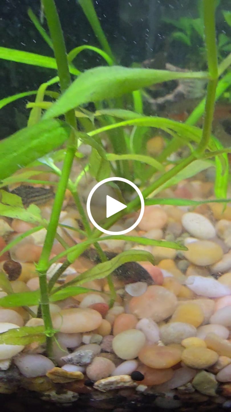 Customer video review of Green Cory