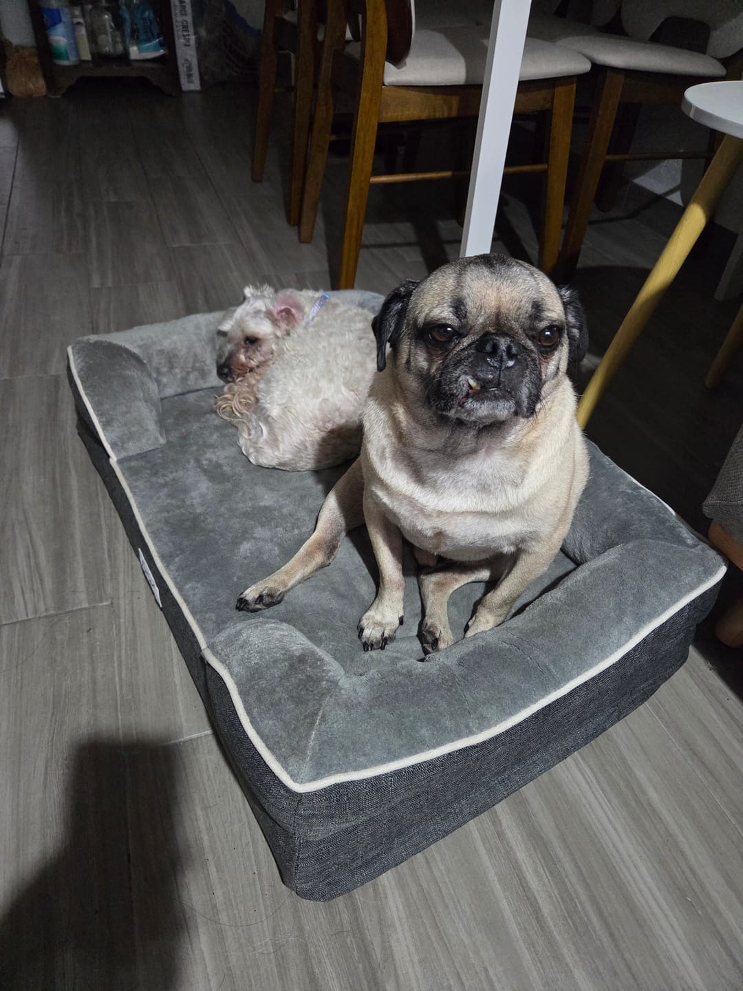 Customer photo review of Cama Ortopédica para Perros