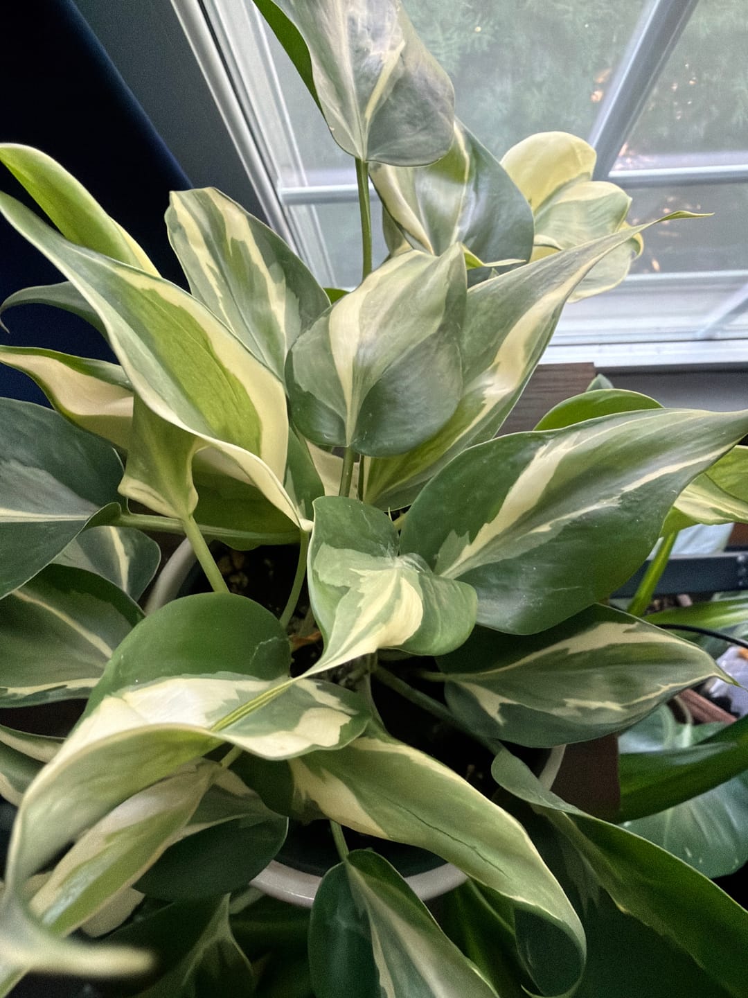 Customer photo review of Philodendron hederaceum 'Rio' - 3"