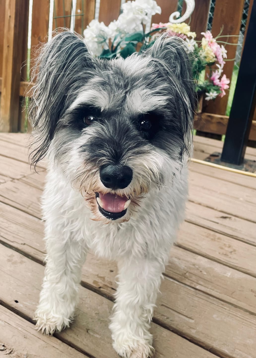 Customer photo review of HealthyMouth® Water Additive For Dogs (Clinically Proven, VOHC Accepted)