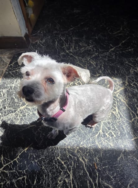 Customer photo review of Pawsky™ 2-in-1: Brushes & Vacuums