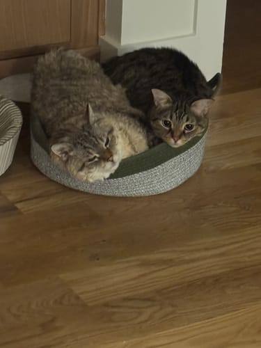 Customer's two cats resting together in a round, green Instinct Basket on a wooden floor.