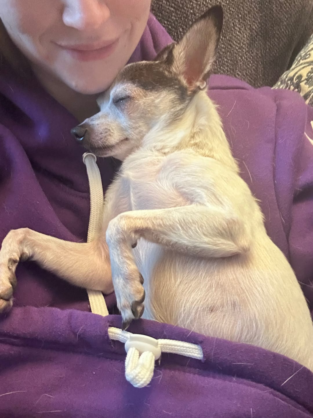Customer photo review of Muskoka Pooch Adult Pet Hoodie