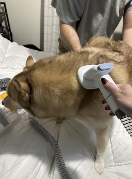 Customer photo review of Pawsky™ 2-in-1: Brushes & Vacuums