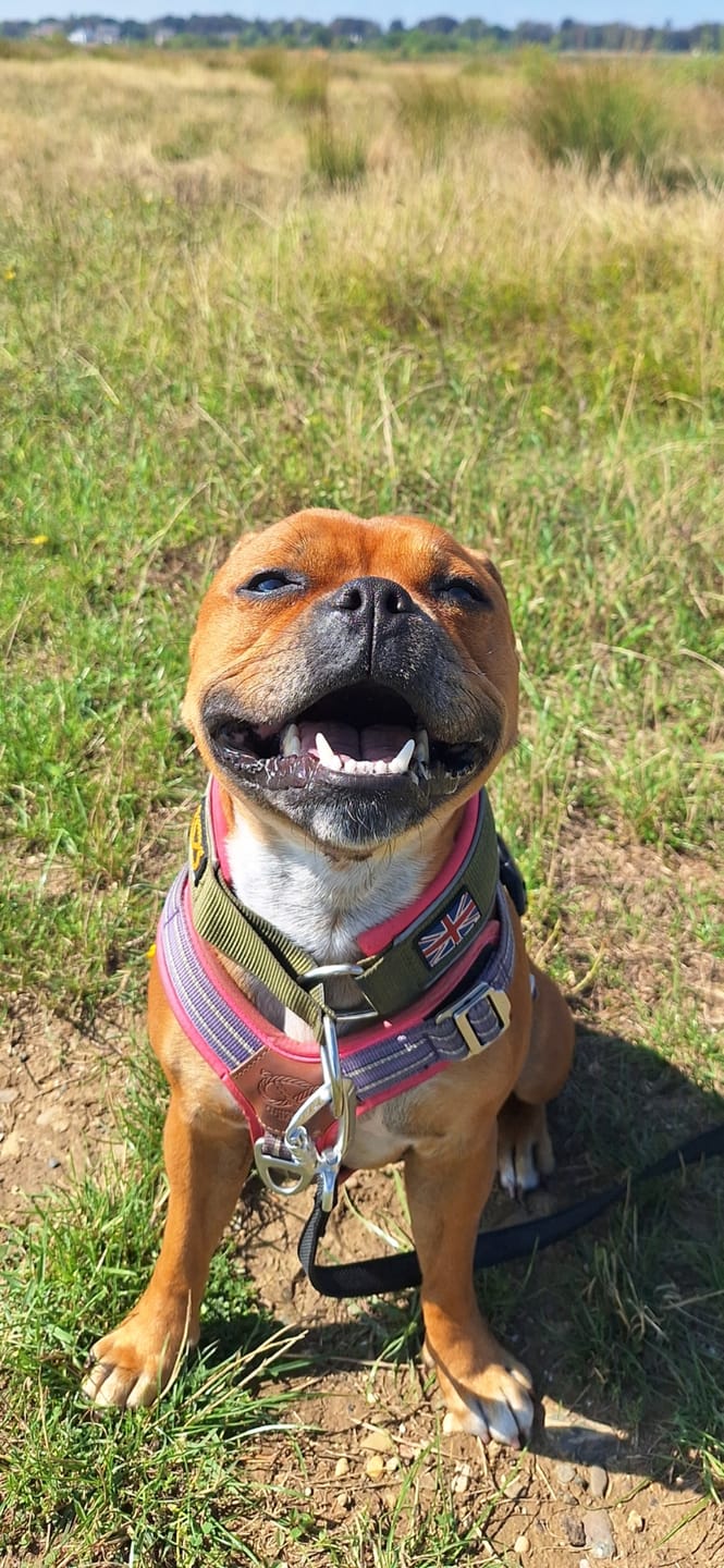 Customer photo review of Staffordshire Bull Terrier 1935® Martingale Collar - Army Pink - Green & Neon Pink