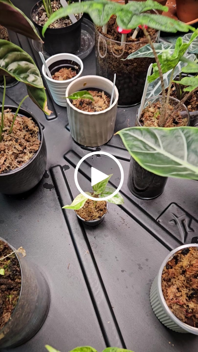 Customer video review of Snow Queen Pothos Single Starter Plant in a 1.5" Pot - Epipremnum Aureum 'Snow Queen' - Variegated Pothos -  Office Plant, Gift Plant