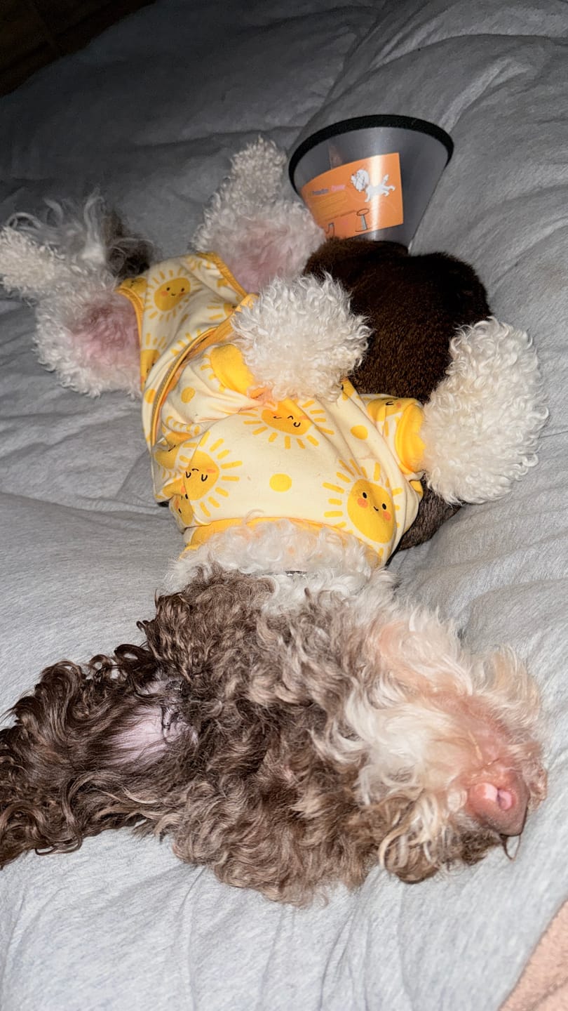 Customer photo review of Dog Surgical Suit - Sunshine