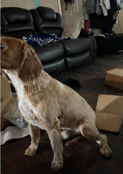 Customer photo review of Pawsky™ 2-in-1: Brushes & Vacuums
