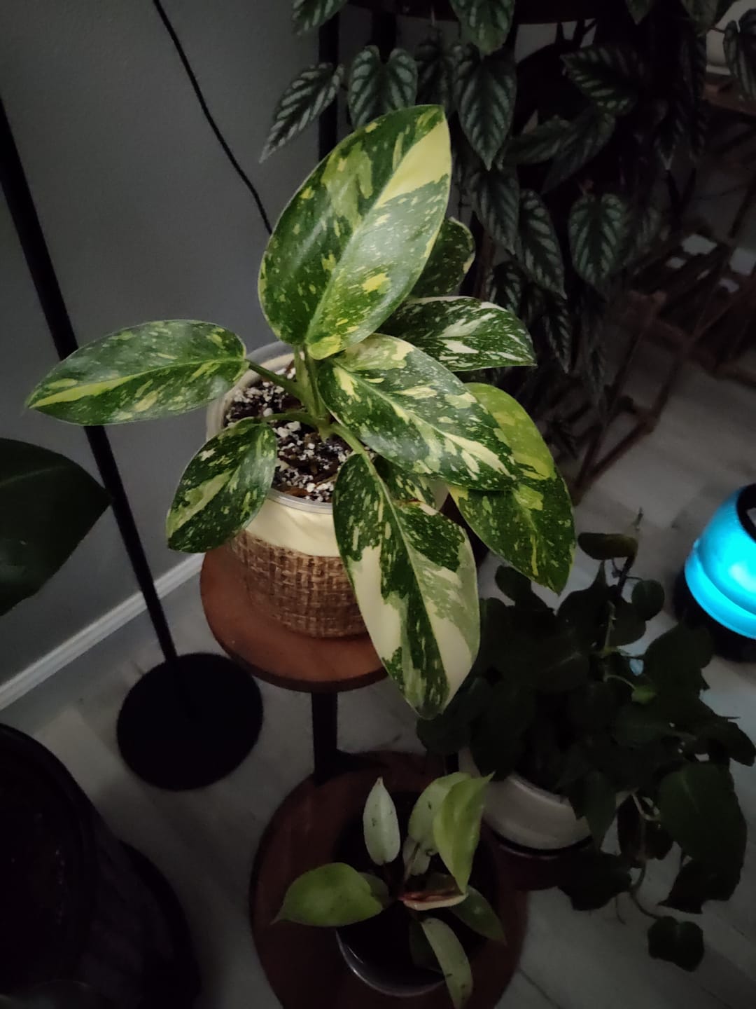 Customer photo review of Philodendron 'Congo Nuclear'