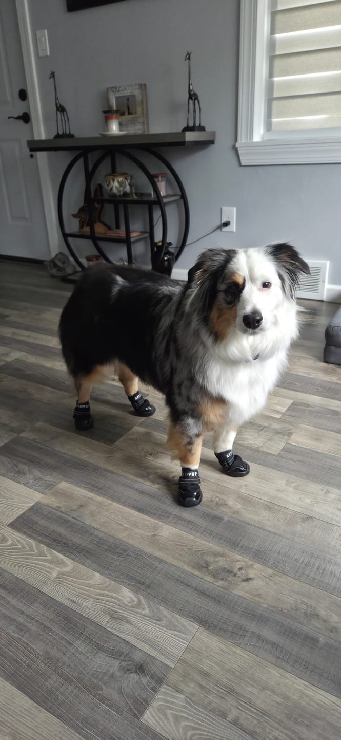 Customer photo review of AIR PUP DOG SHOES - SET OF 4