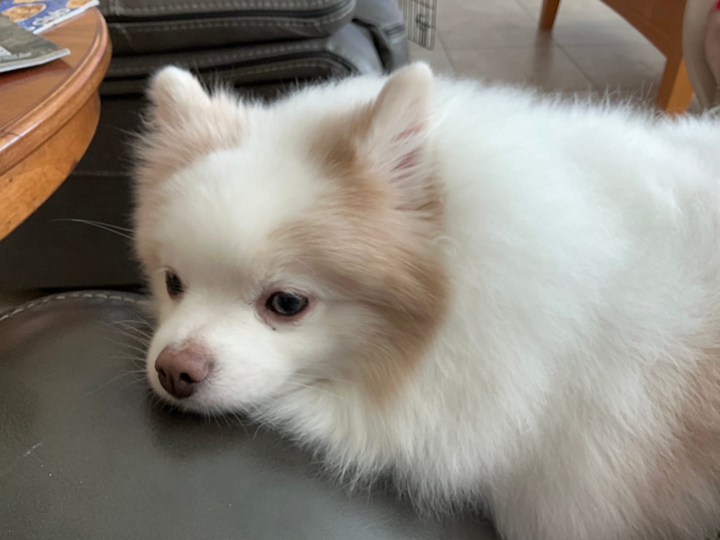 Customer photo review of HealthyMouth® Mobility Water Additive For Dogs (Clinically Proven, VOHC Accepted)