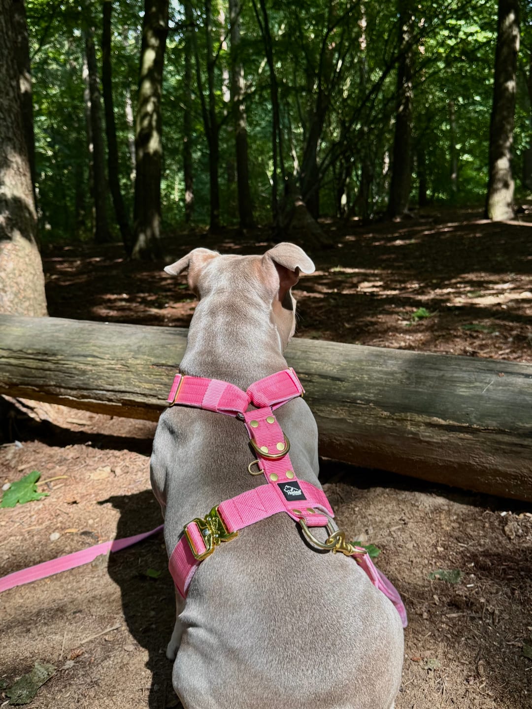 Customer photo review of Easy Walk Extreme Gold Buckle Candy Pink - Sele med snabbspänne