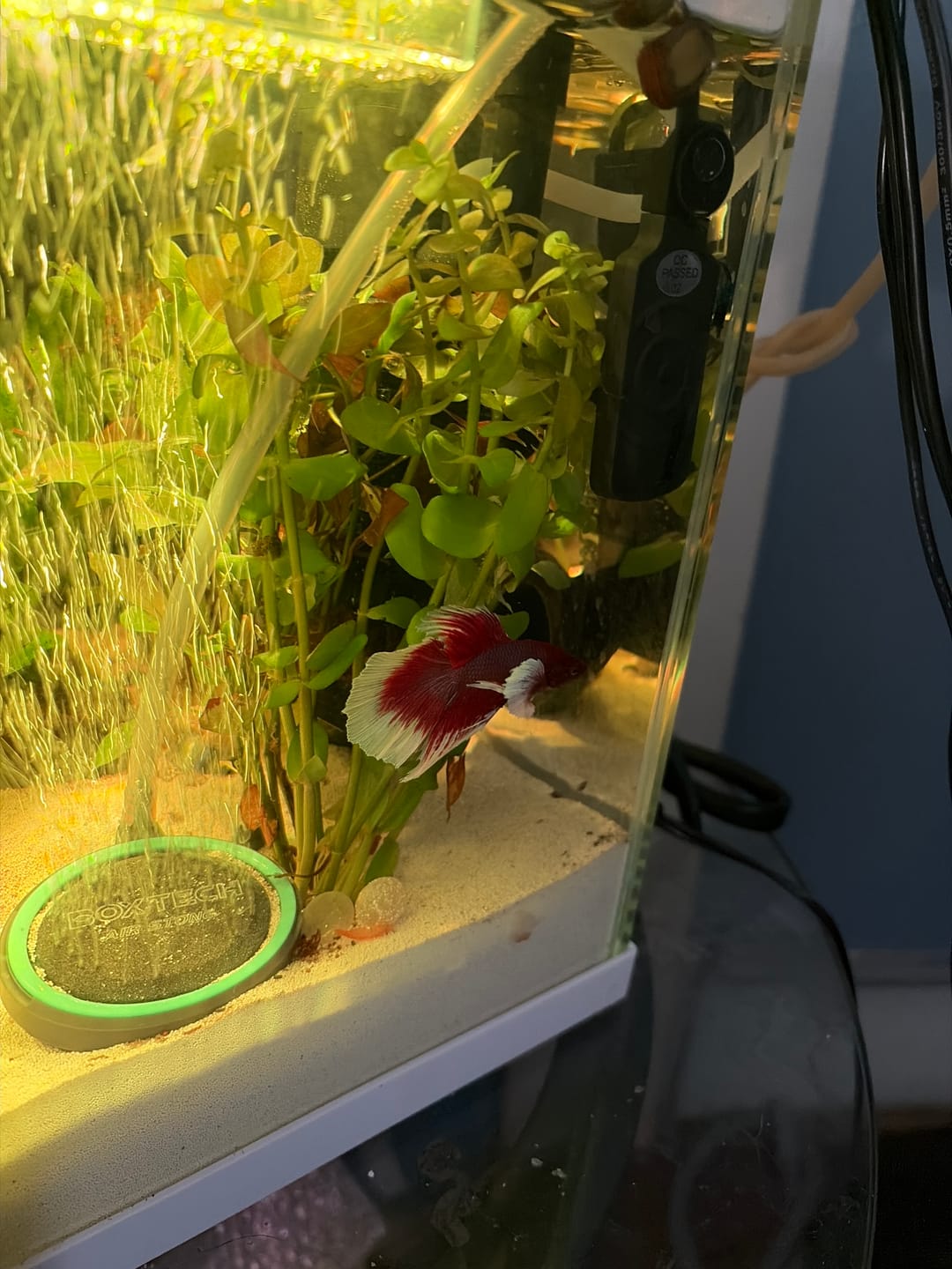 Customer photo review of Dumbo Lavender Halfmoon Male Betta Fish