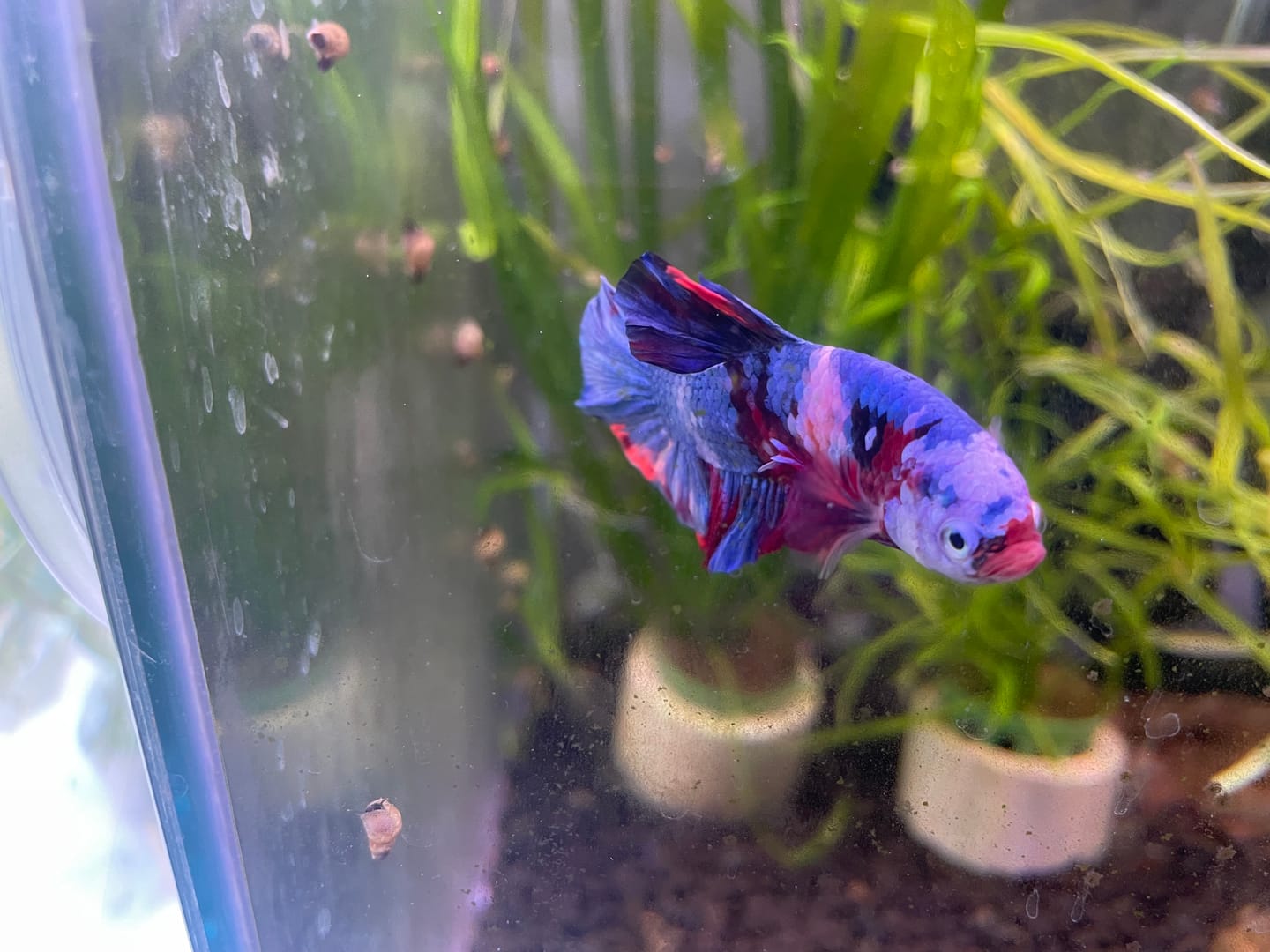 Customer photo review of Koi Multicolor Candy Plakat Male Betta Fish | High Grade | Mystery Betta