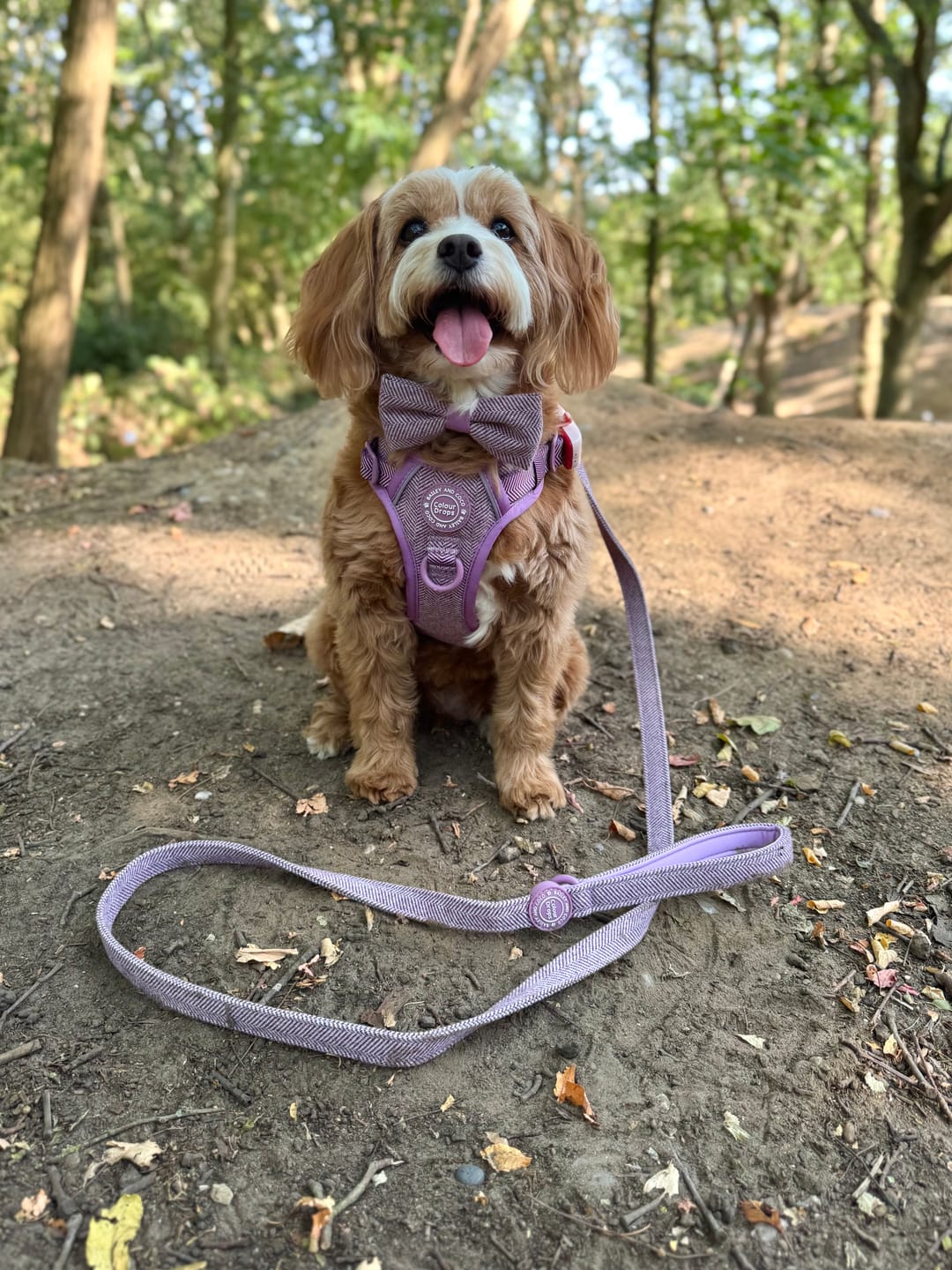Customer photo review of Trail & Glow Tweed Dog Harness - Colour Drops - Plum Tweed
