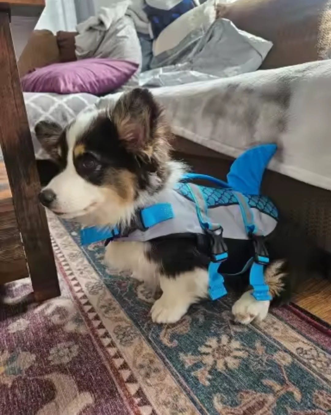 Customer photo review of Chaleco Sharkpets