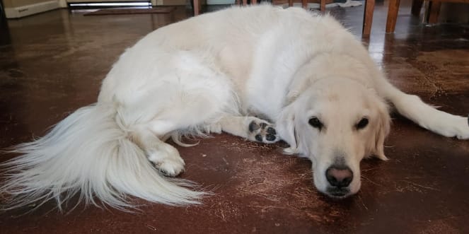 Customer photo review of Pawsky™ 2-in-1: Brushes & Vacuums