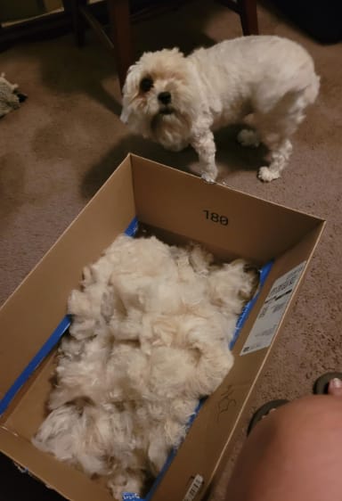 Customer photo review of Pawsky™ 2-in-1: Brushes & Vacuums