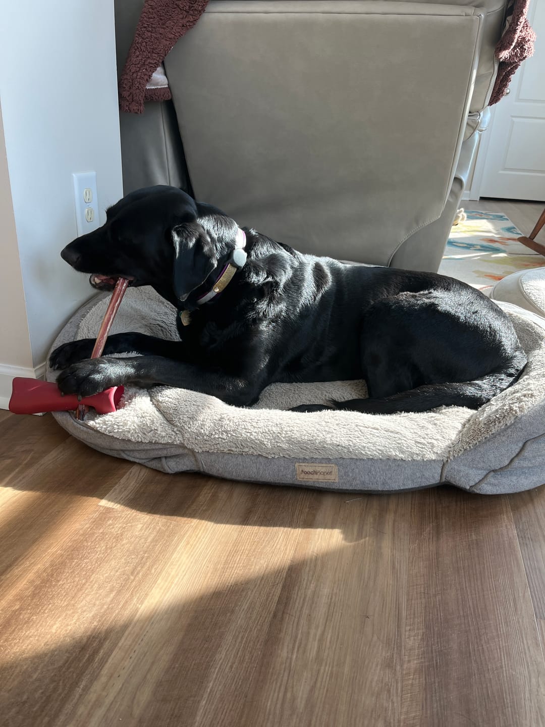 Customer photo review of 12 Inch Jumbo Bully Stick