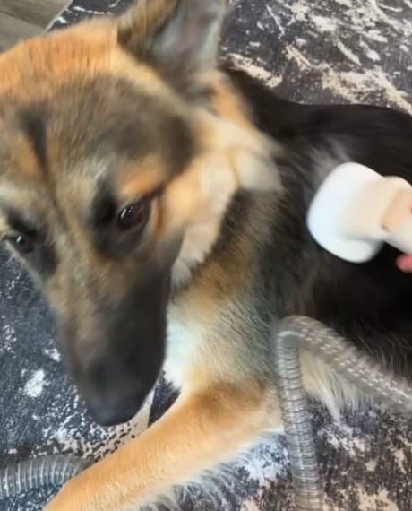 Customer photo review of Pawsky™ 2-in-1: Brushes & Vacuums