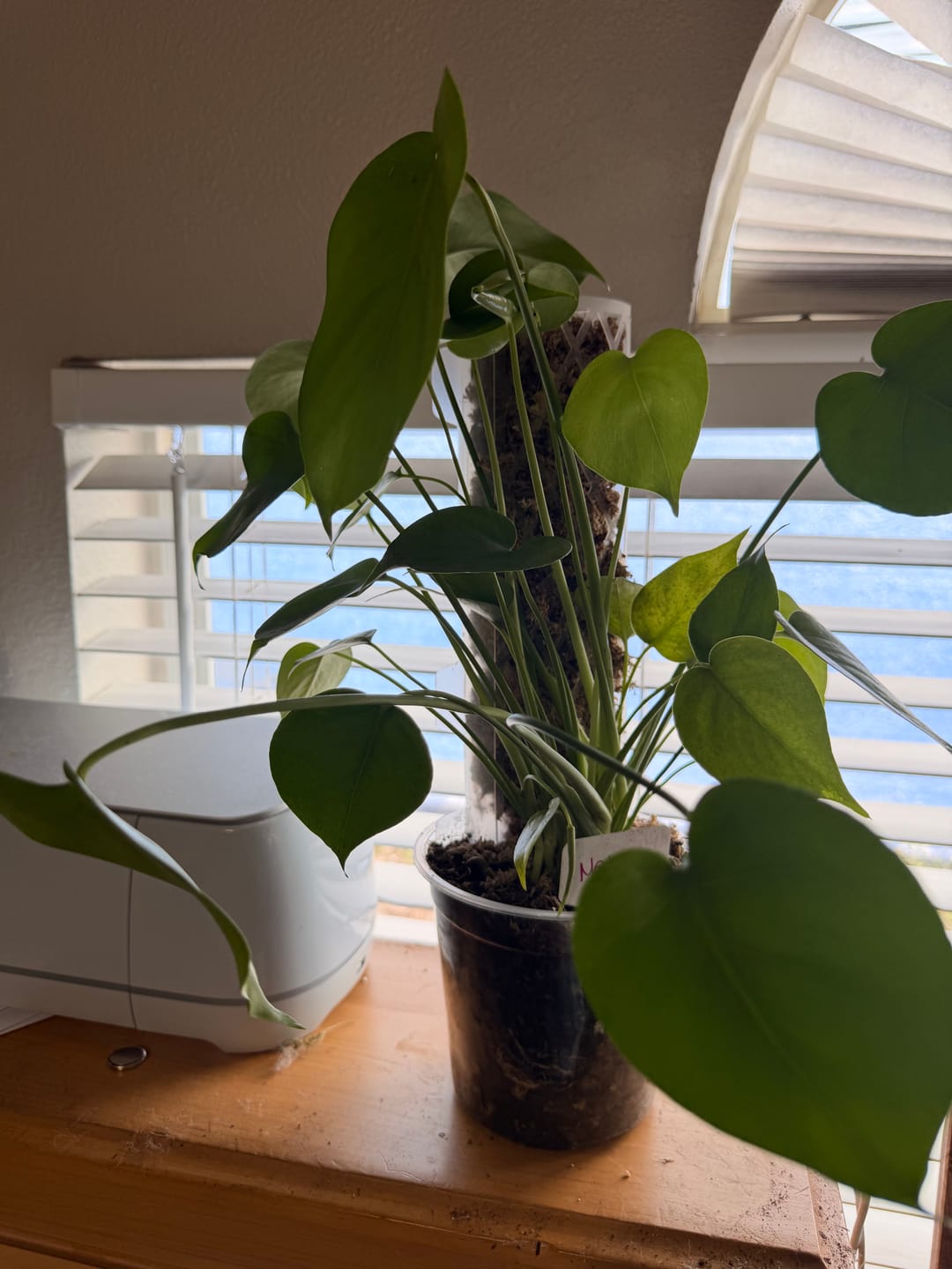 Customer photo review of Monstera Deliciosa in a 4" Nursery Pot - Monstera Plant - Tropical Plant - Rare Houseplant - Easy Indoor Plant - Low Light Houseplant