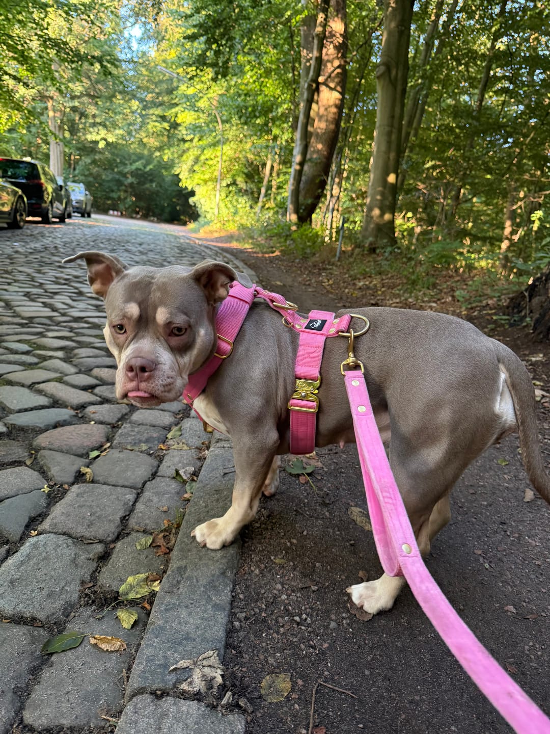 Customer photo review of Guard Leash Golden Edition Candy Pink - Väktarkoppel med extra handtag
