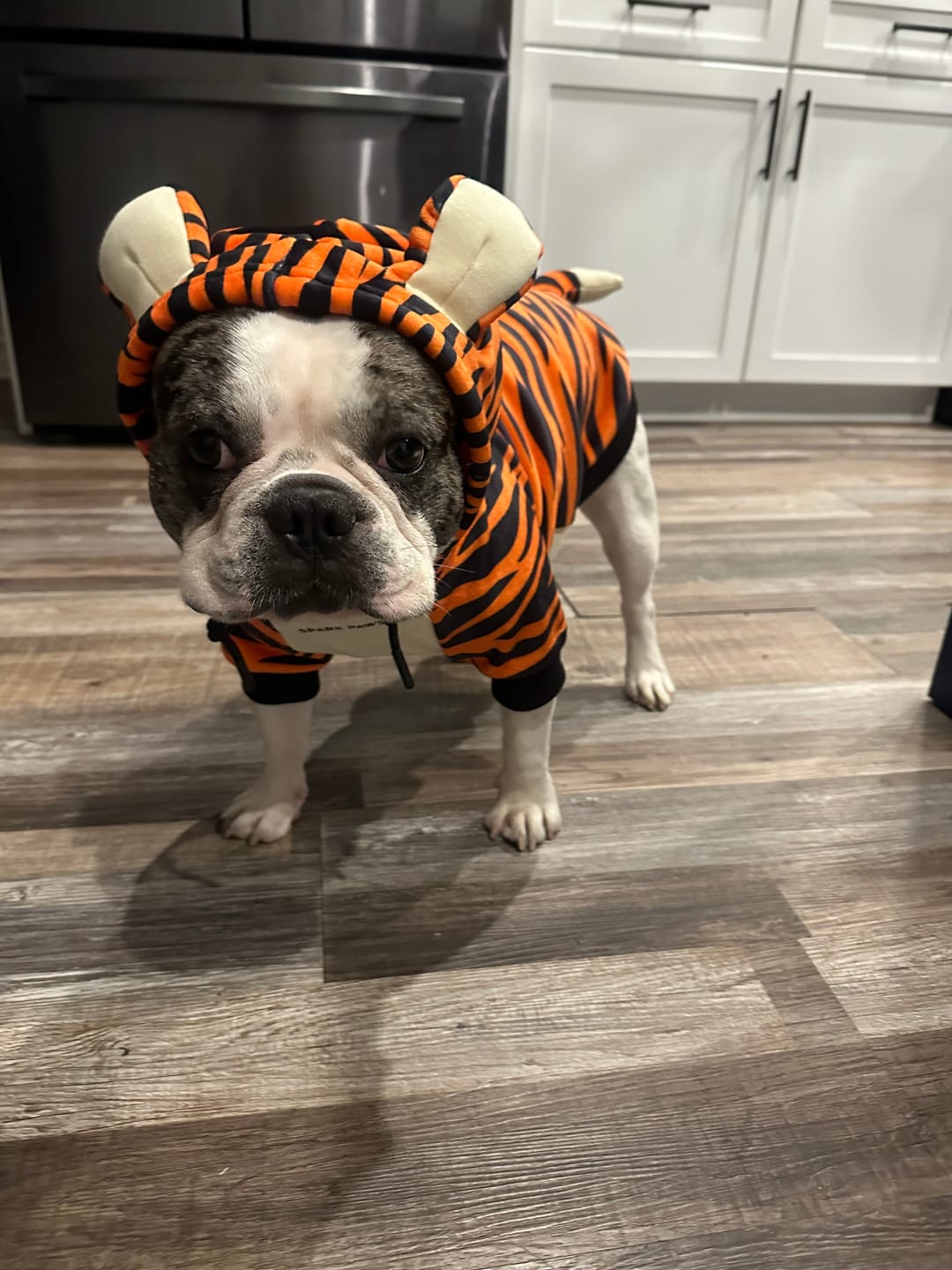 Customer photo review of Halloween Dog Hoodie - Tiger