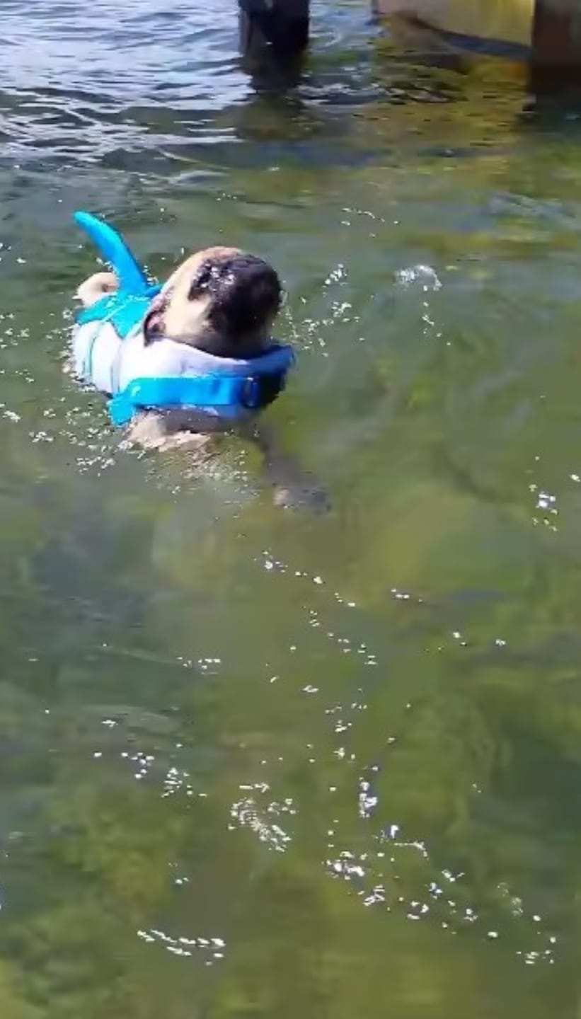 Customer photo review of Chaleco Sharkpets