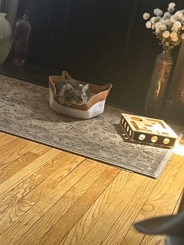 Customer's brown and white fabric Instinct Basket on a rug with a cat resting inside.