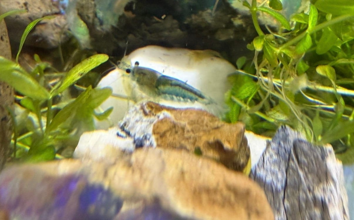 Customer photo review of Blue Velvet Shrimp
