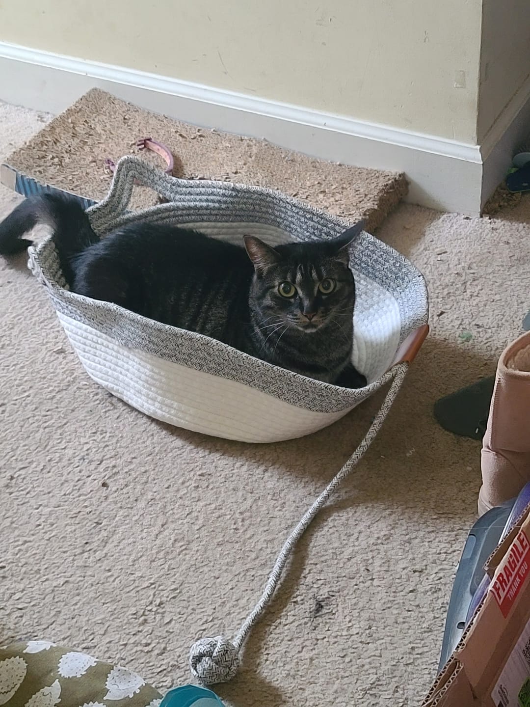Chat tigré foncé dans un panier Instinct gris et blanc.